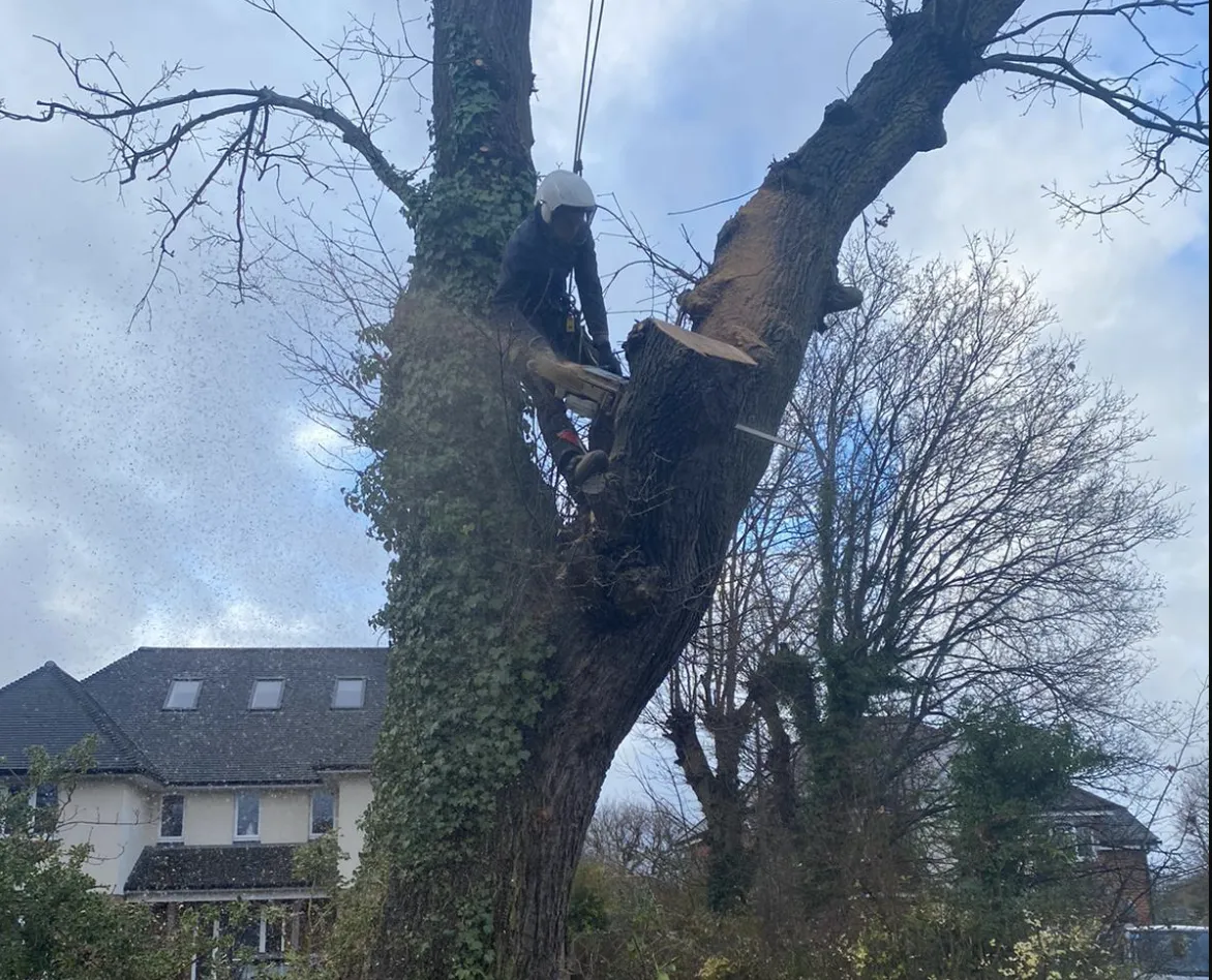 Lawinds Tree Care