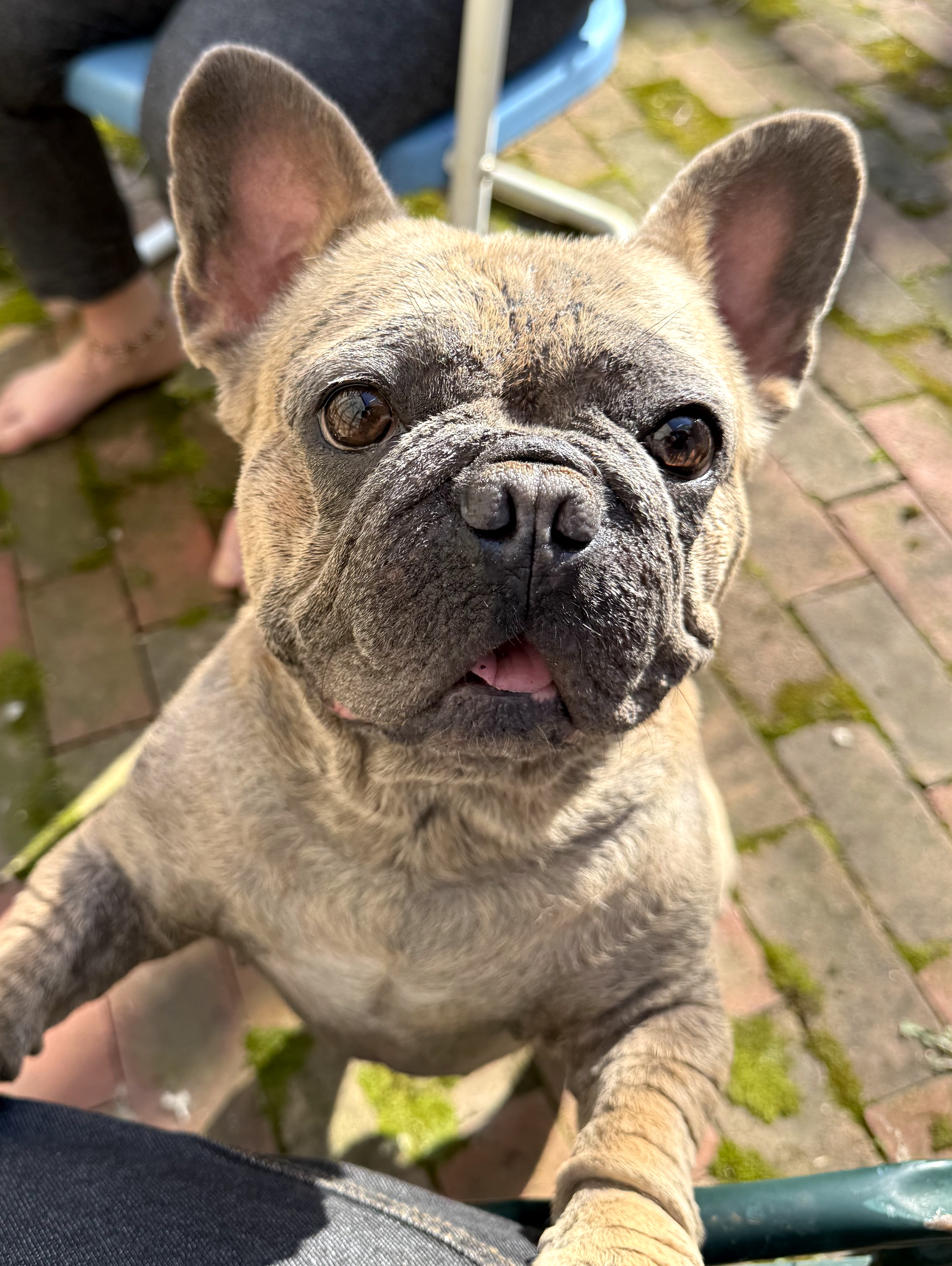 Happy dog resting next to herbal jars and flowers