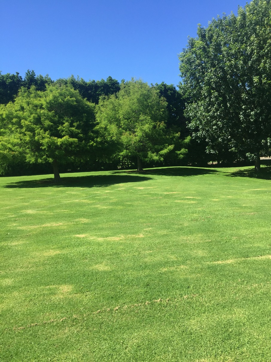 large residential lawn north shore auckland well maintained grass and trees