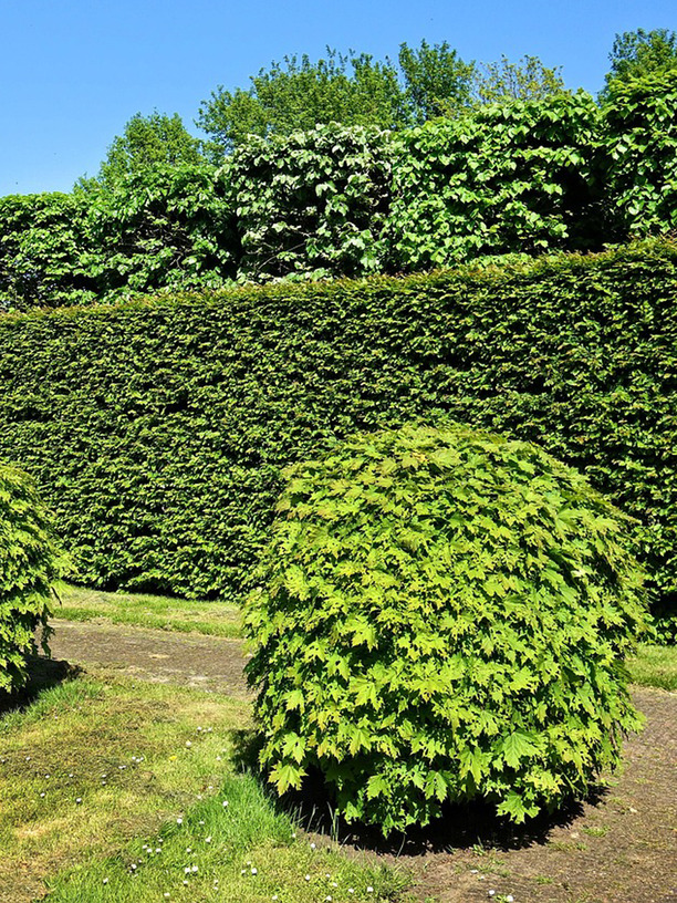 hedge trimming north shore auckland shaped green hedge garden