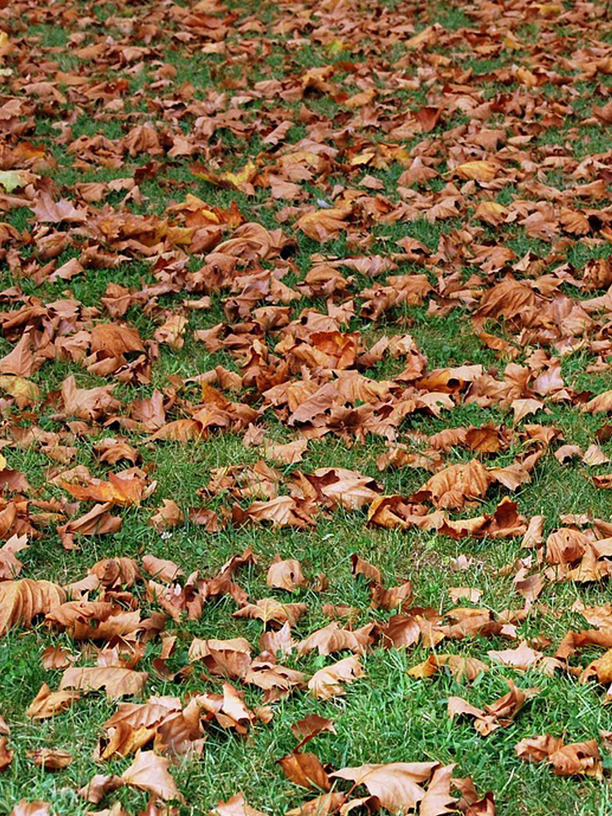 section tidy up north shore auckland clearing leaves and garden debris