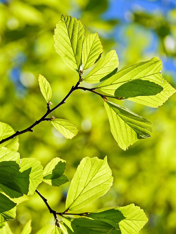 light tree work north shore auckland branch trimming green leaves