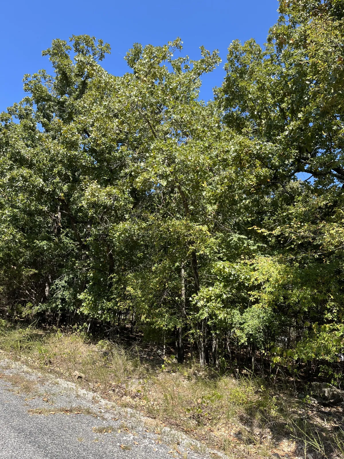 0.38-acre lot at 1008 Twin Points, Horseshoe Bend, Arkansas – Hopson Land Investments