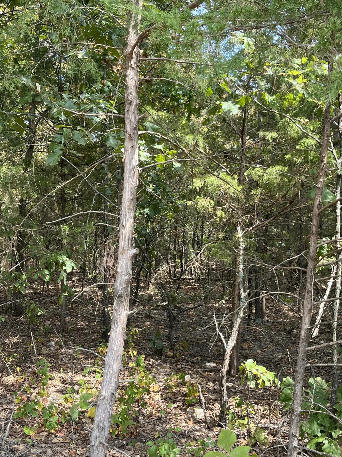 0.33 Acre Lot- Izard County, AR