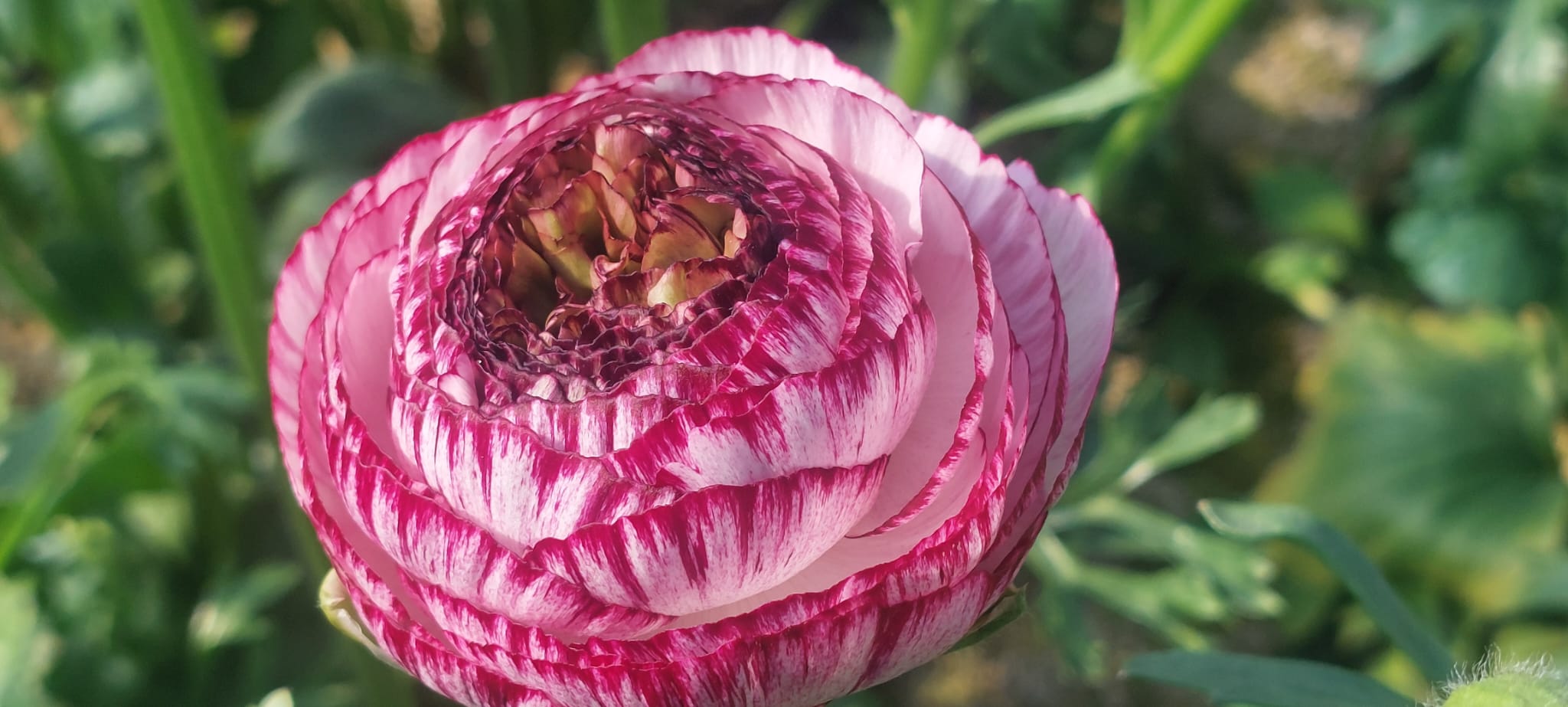 Fleurs