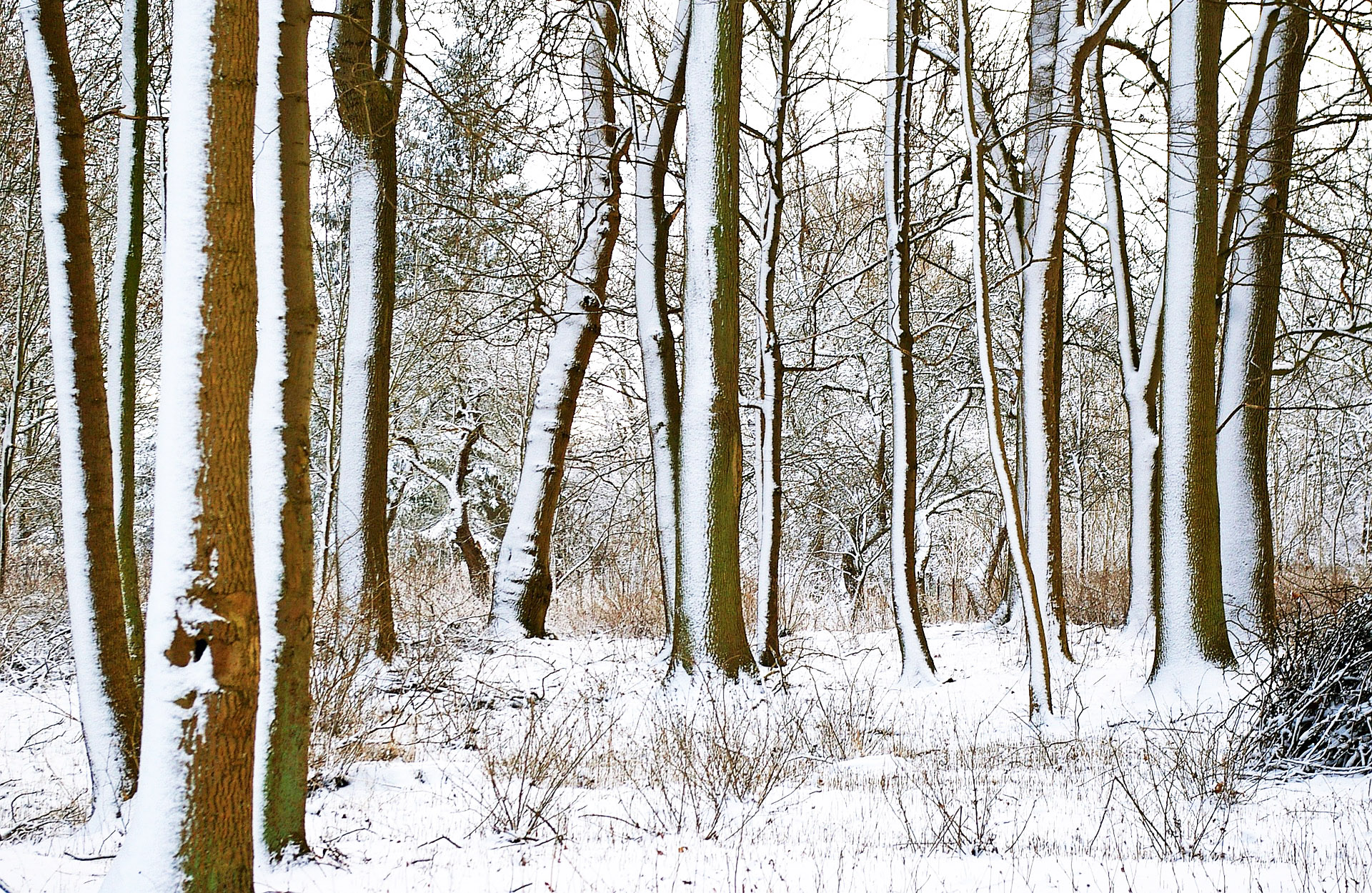 Snow covered trees
