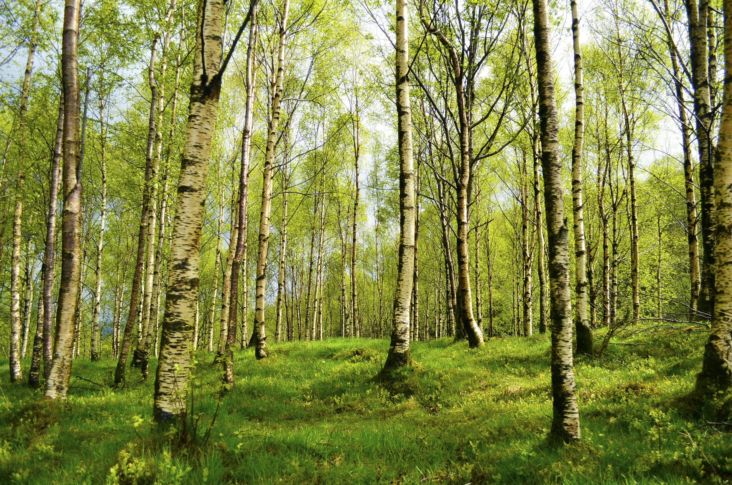 Spring Trees