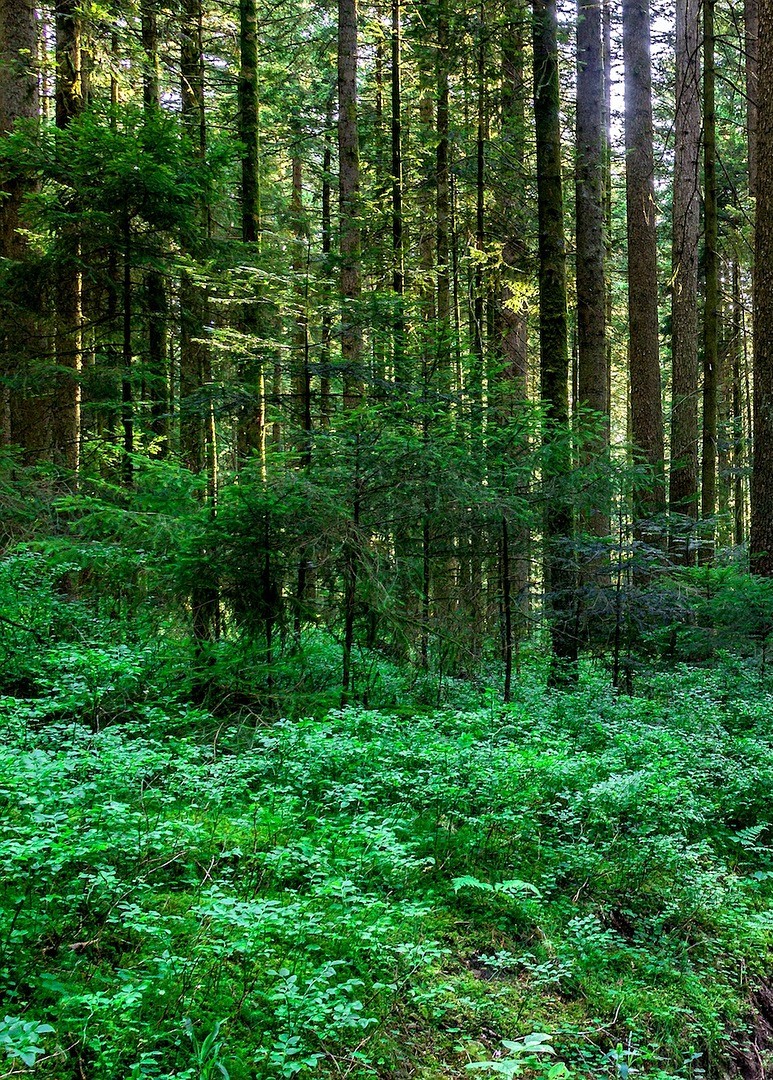Summer Forest