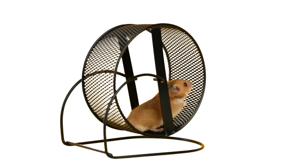 Hmster m Hamsterrad