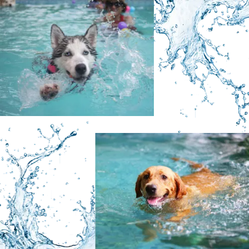 dogs swimming in water dream team for pets