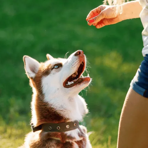husky sitting positive dog training
