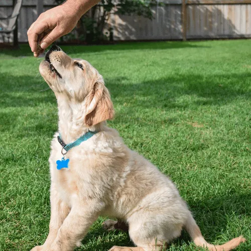 puppy golden retriever positive puppy training