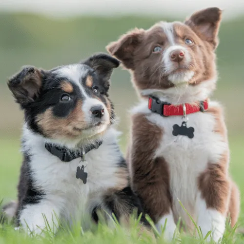 two puppies sitting side by side for puppy start right training 