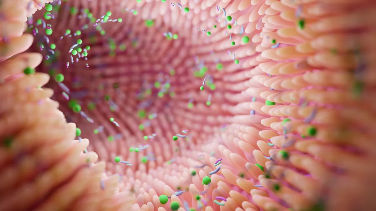 The Hidden Traffic Controller of Your Estrogen: What Is the Estrobolome?