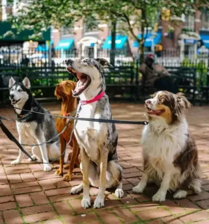 Marketing for dog trainers by Northbroad.co