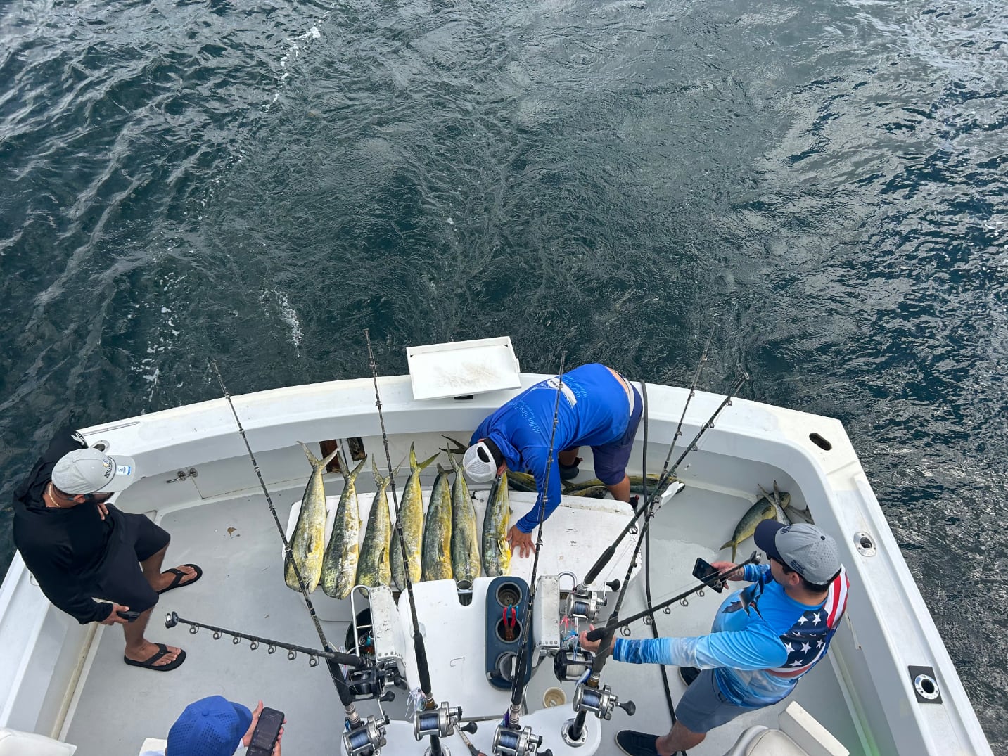 Mahi Mahi caught in the weed lines