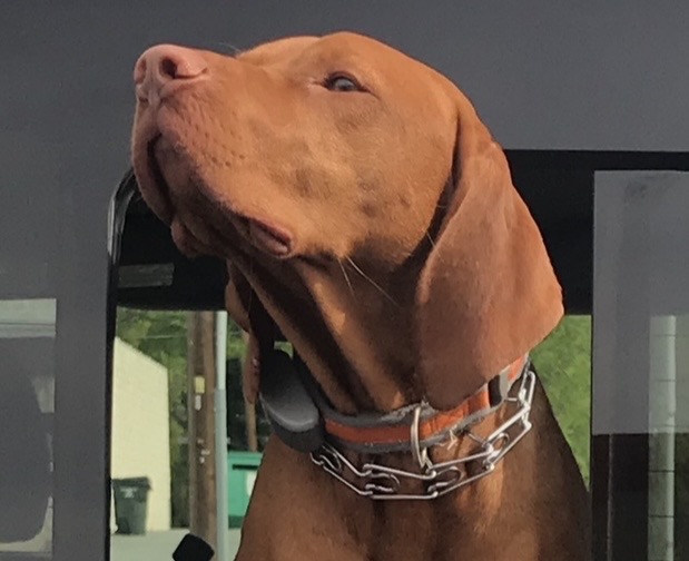 My Dog Has a Girlfriend