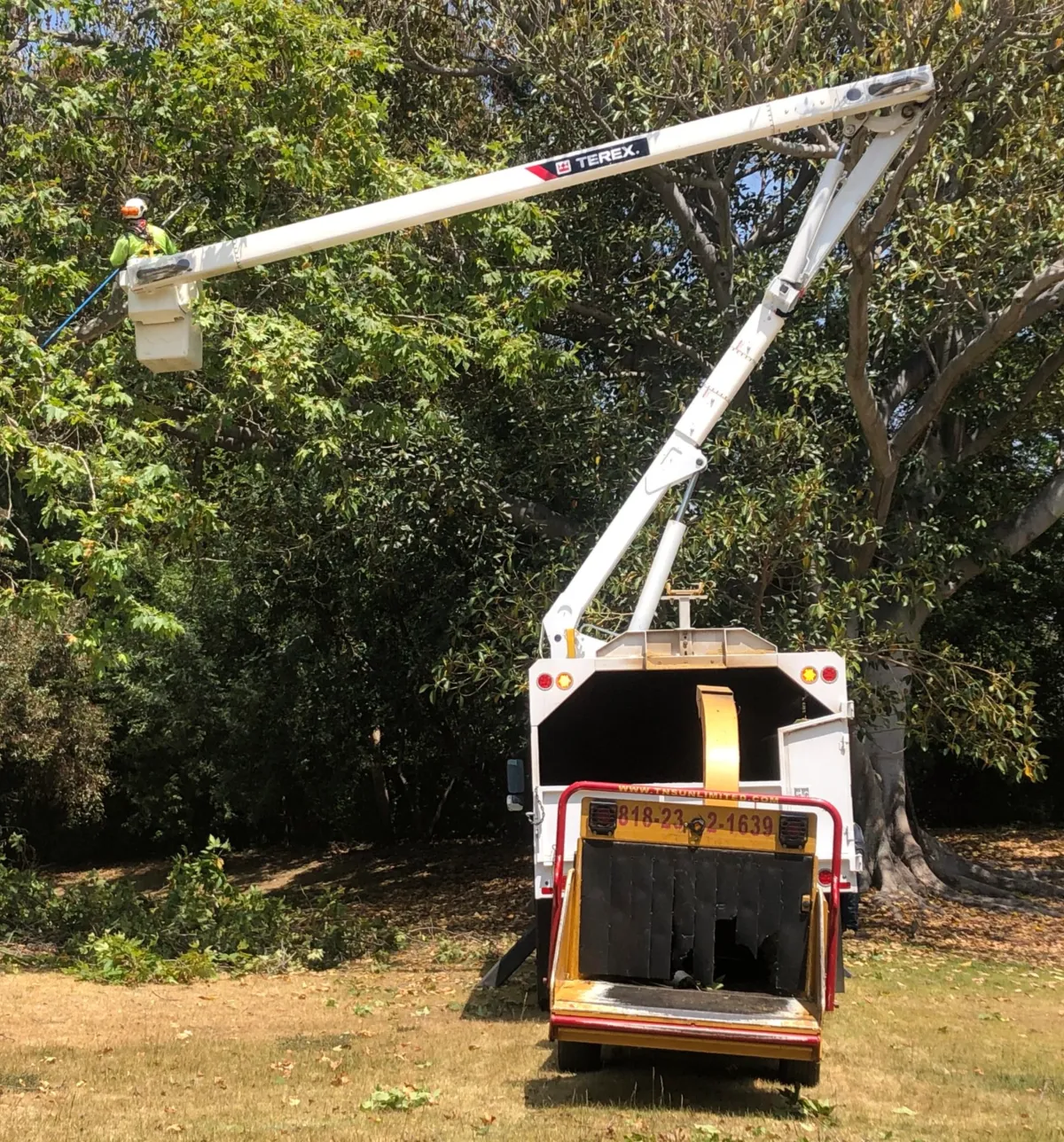 tree removal edmonton