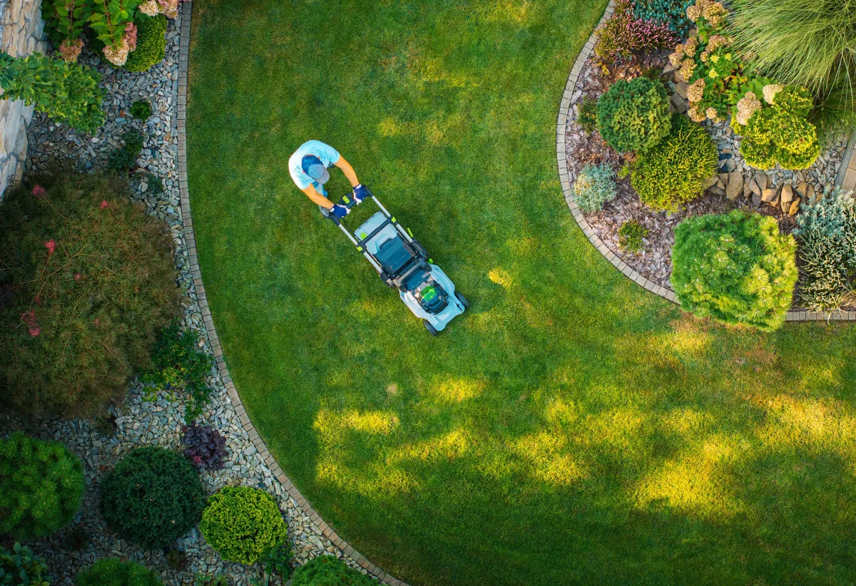 Moss on Your Nanaimo Lawn: Causes and How to Fix It