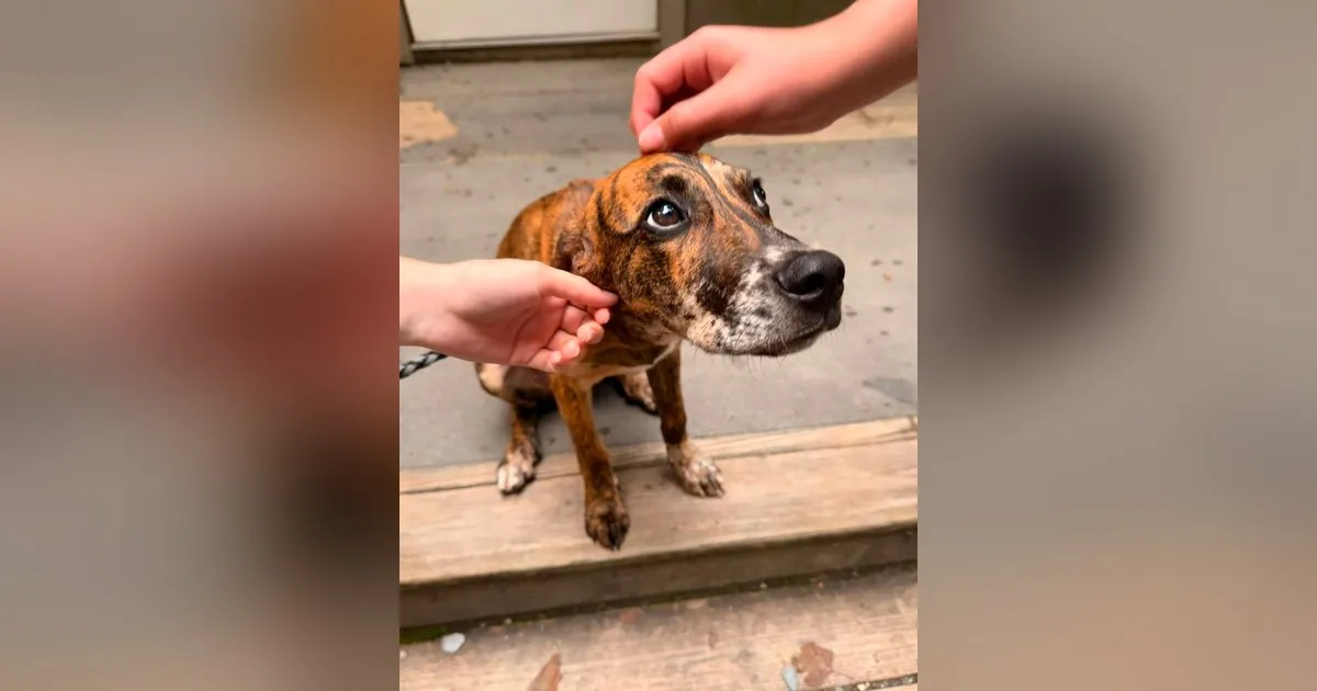 Meet Bracken: A Rescue Pup Finds His Forever Home