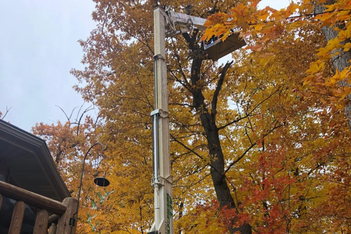 Seasonal Tree Maintenance