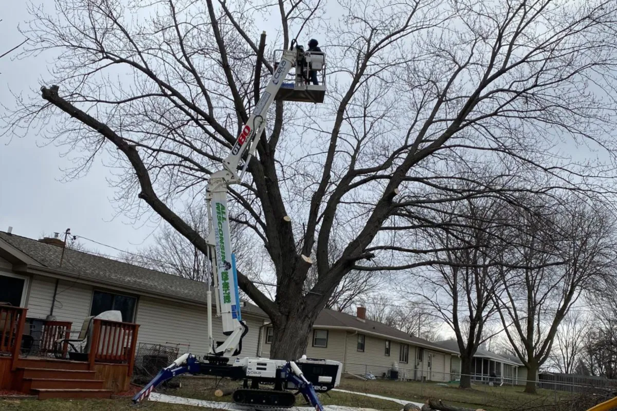 Budget-Friendly Tree Care