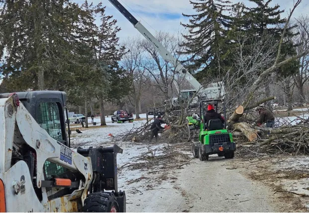 Expert Tree Trimming in Green Bay