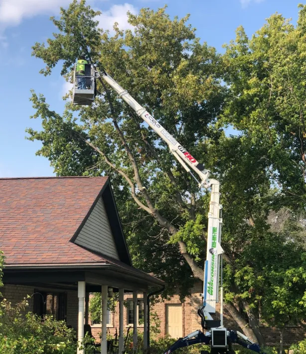 Tree Service Green Bay