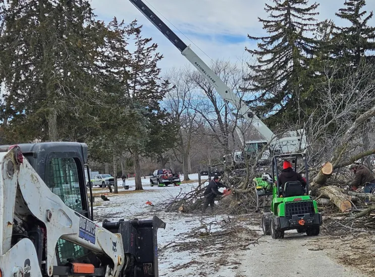 Affordable Tree Service in Green Bay