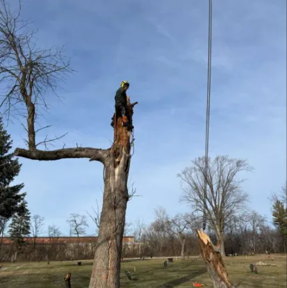  tree removal in Green Bay