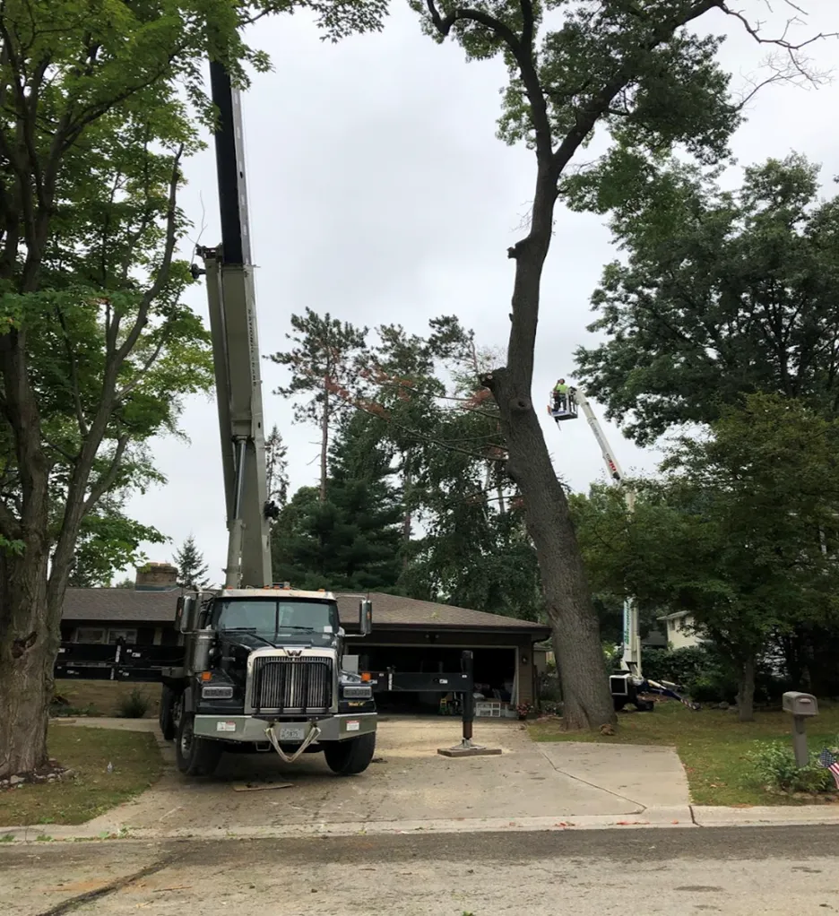 professional stump grinding for clean