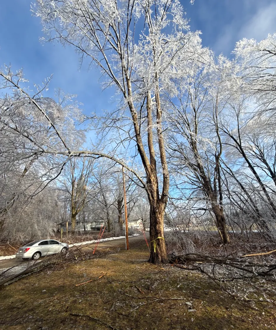 affordable tree service