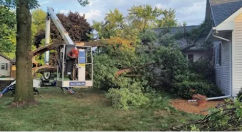 Tree Removal Services in Green Bay, WI
