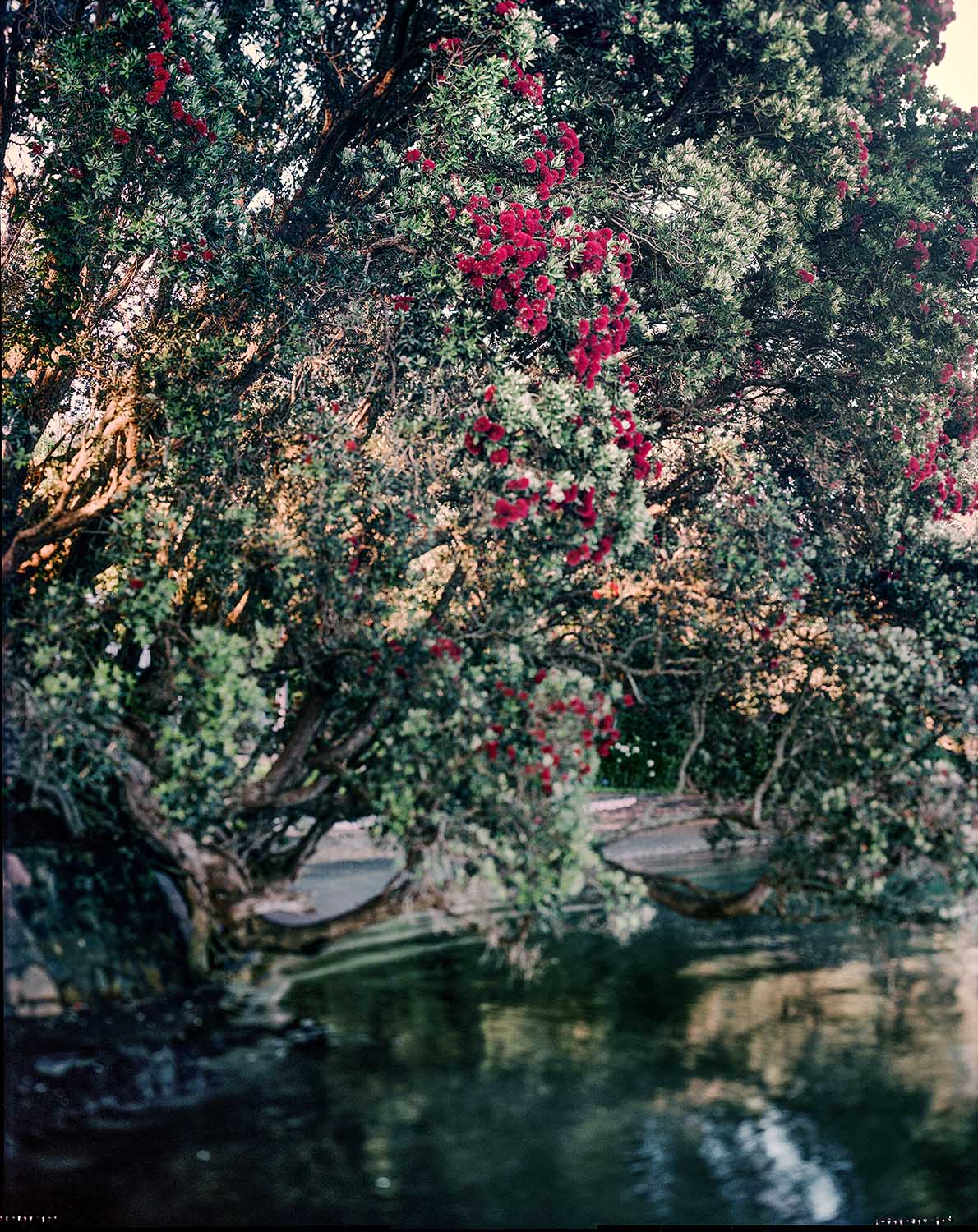 Black and white landscape photograph titled “Waitawa 2024” by a Halide Studios artist, showing coastal trees framing the ocean and headland in Raglan, New Zealand