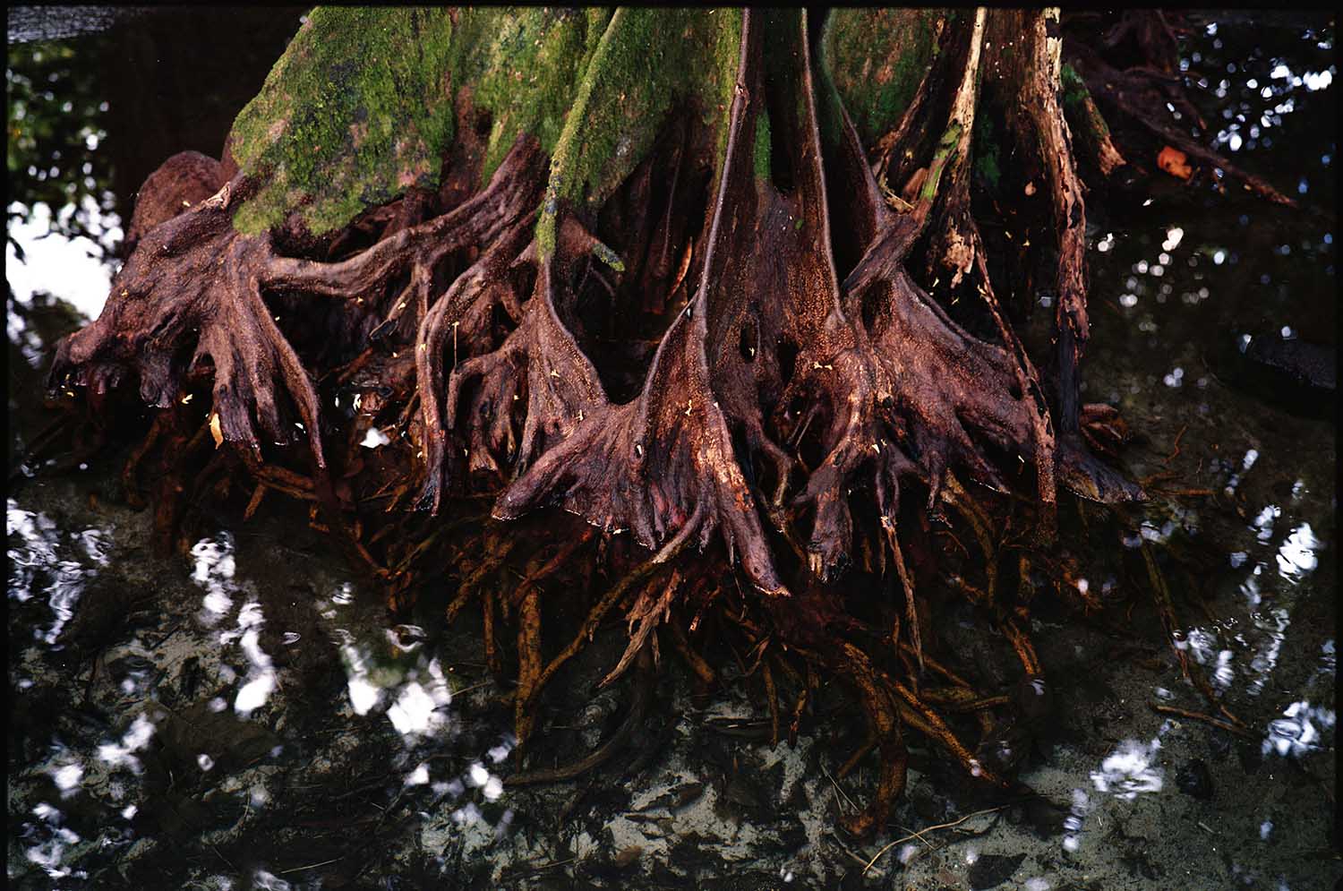 Black and white landscape photograph of Waitawa Bay looking northwest in Raglan, showing a coastal path, native trees, and calm ocean, created by a Halide Studios artist