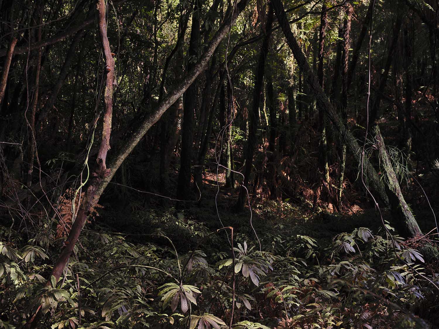 Misty landscape photograph of the Tairua River in New Zealand, showing native trees, reflective water, and forested hills in soft morning light, created by a Halide Studios artist