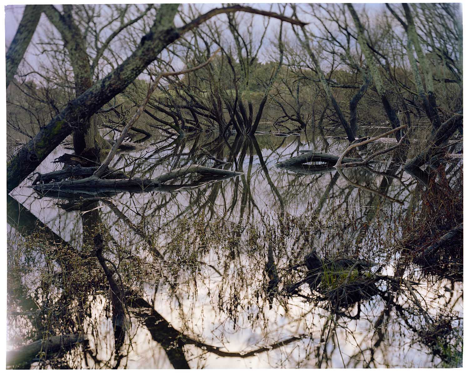 Misty landscape photograph of the Tairua River in New Zealand, showing native trees, reflective water, and forested hills in soft morning light, created by a Halide Studios artist