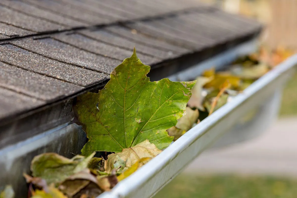 gutter cleaning