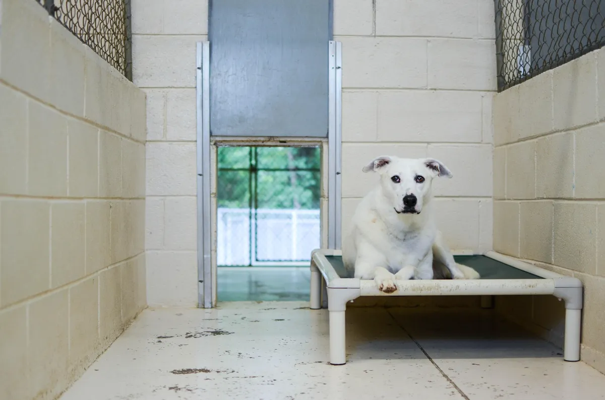 brown short coated dog lying on gray concrete floor