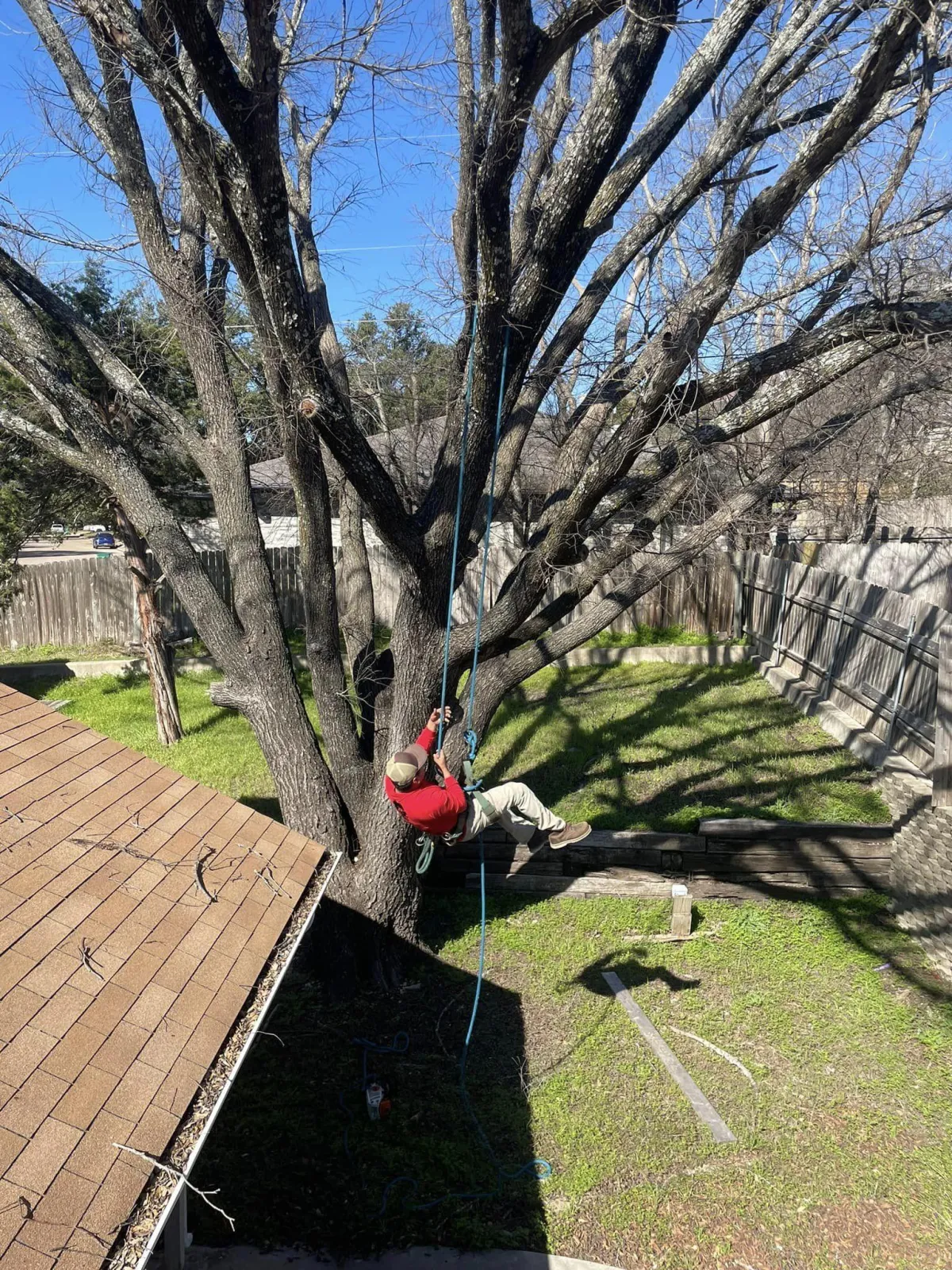 tree trimming 