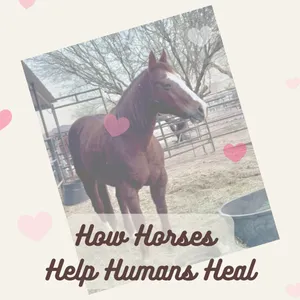 Barnside Thoughts: How Horses Help Humans Heal