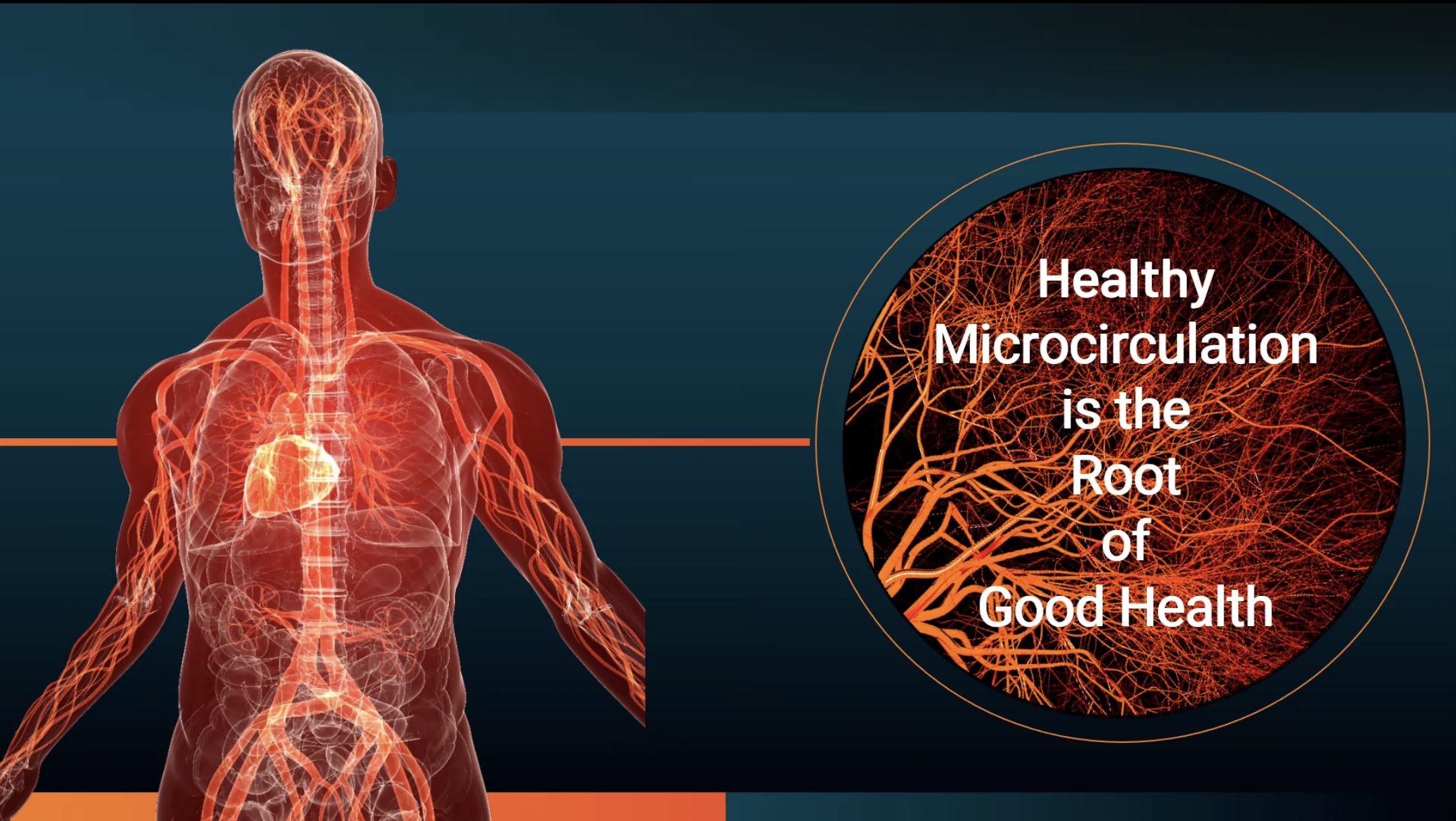 Longevity Starts Small: The Role of Microcirculation in Healthy Aging