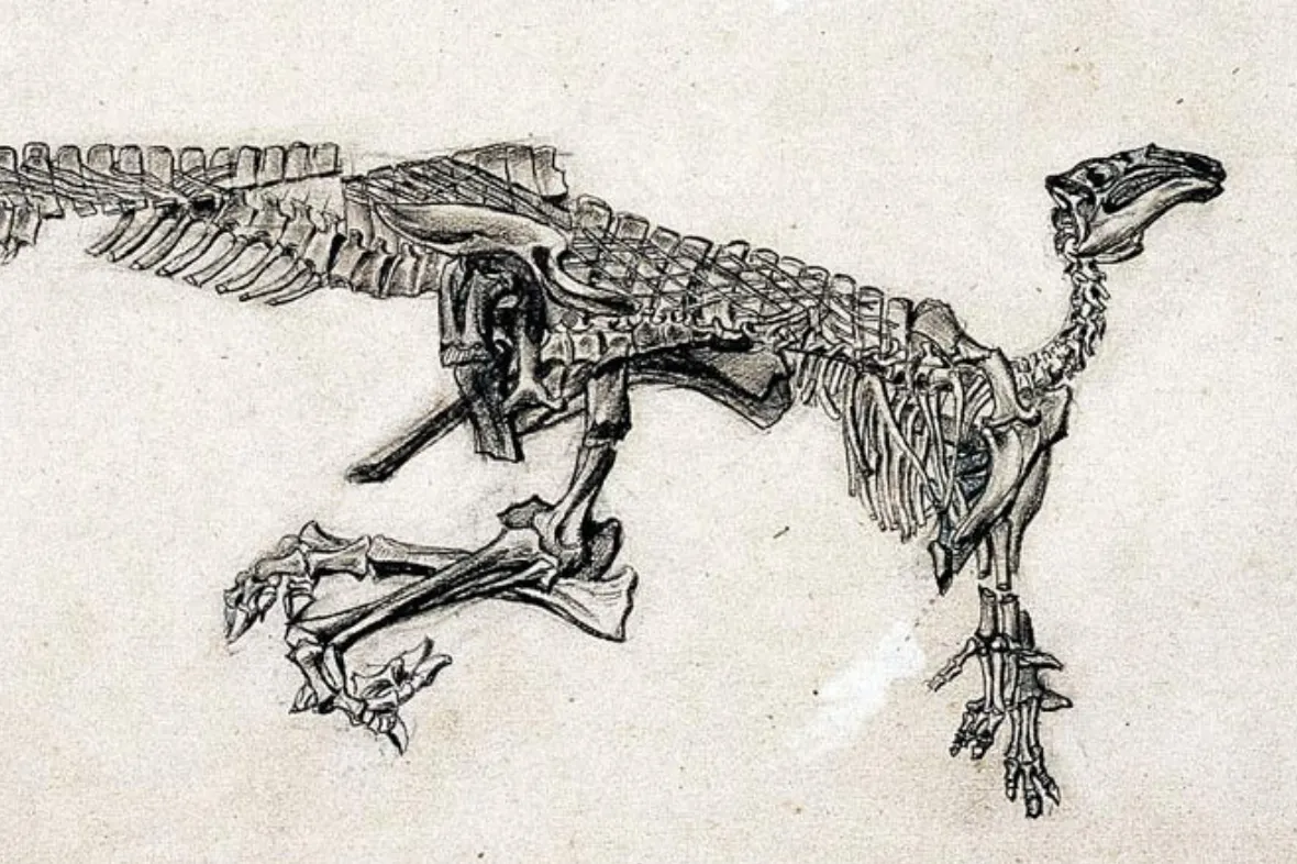 Belgian Iguanodon skeleton drawing