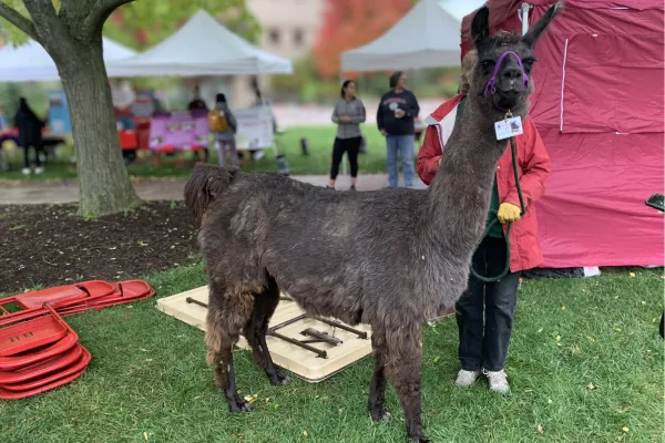 Llama at Cornell