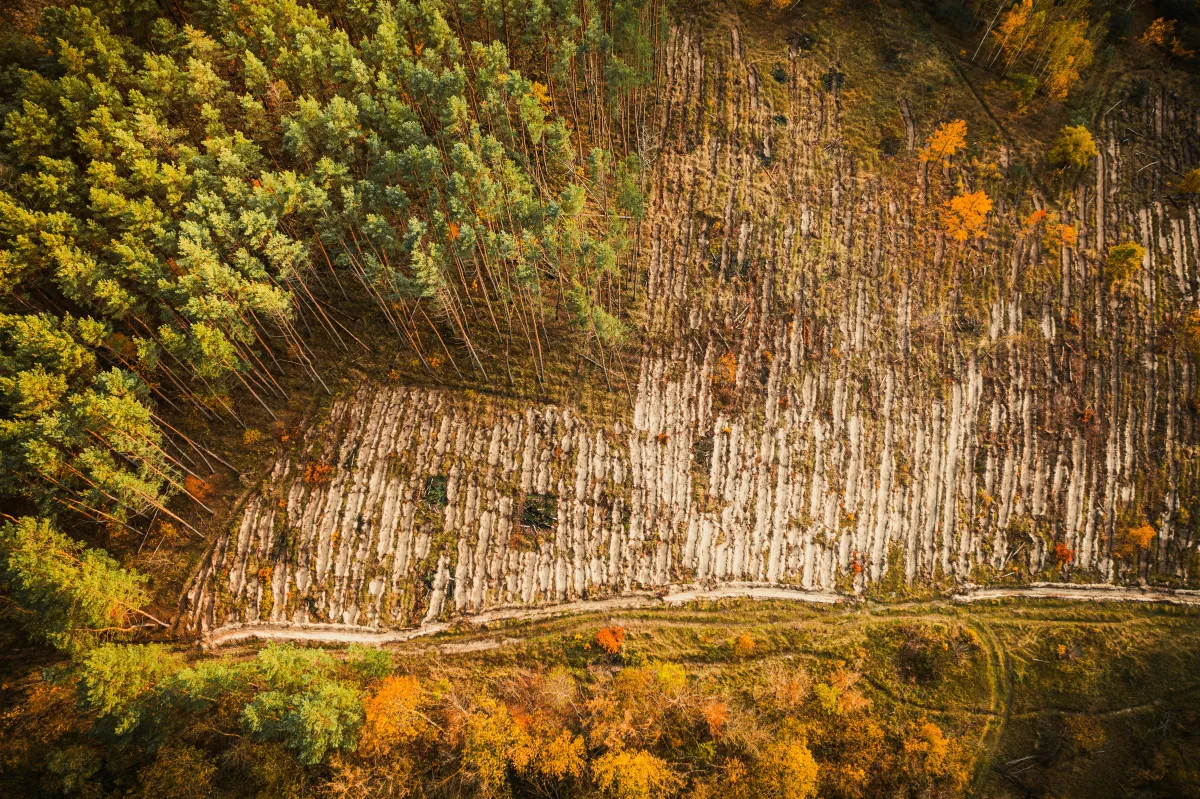 Land Clearing
