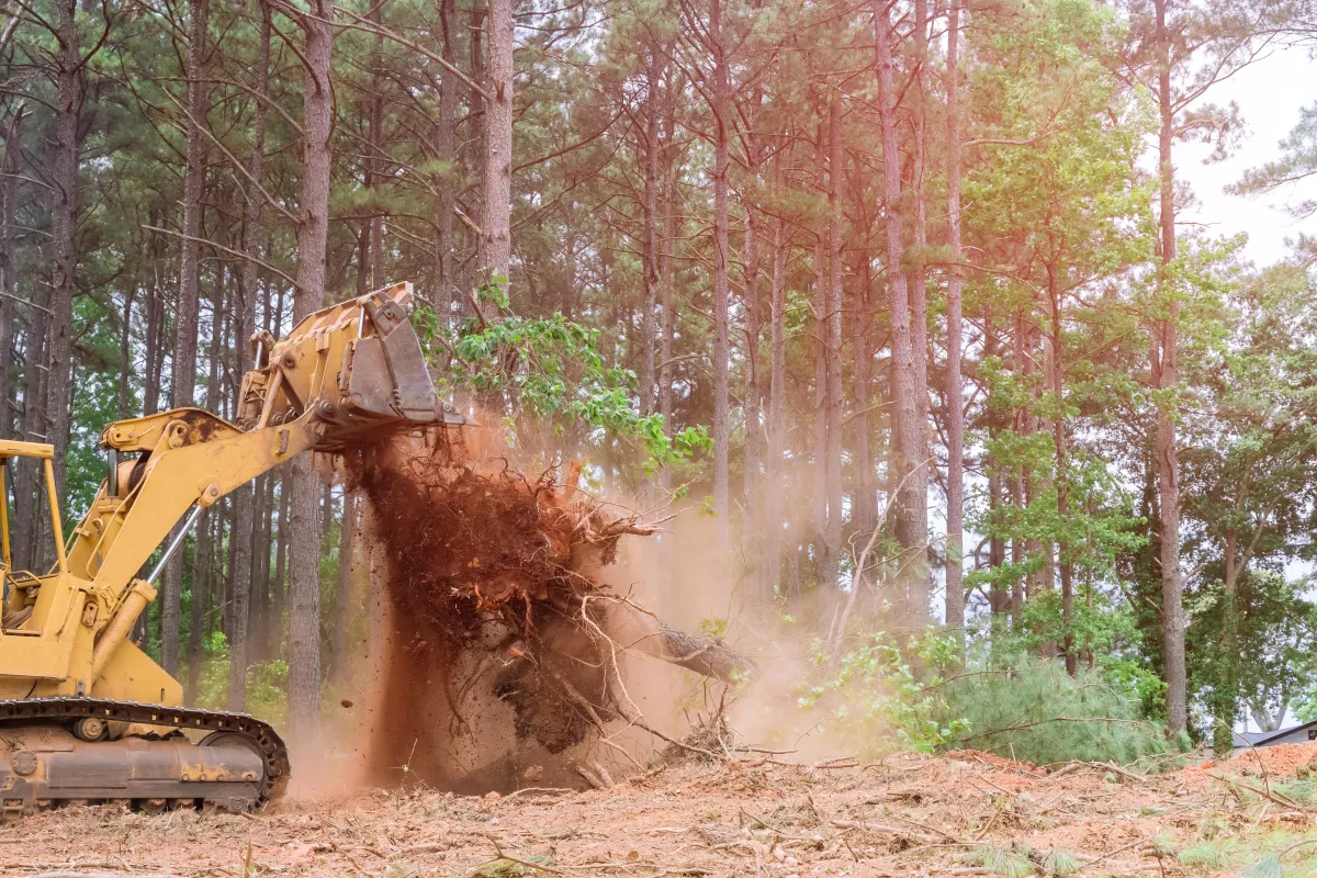 Stump Removal