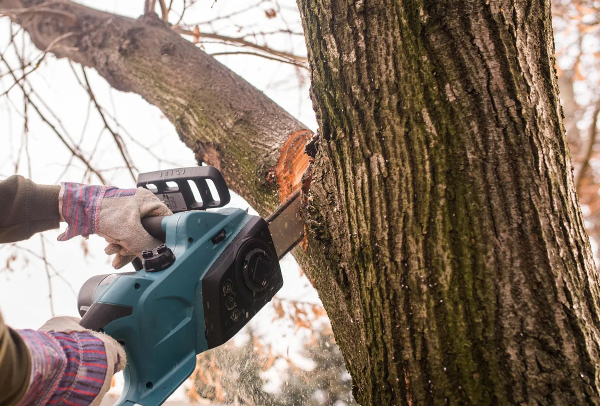 hazardous tree removal