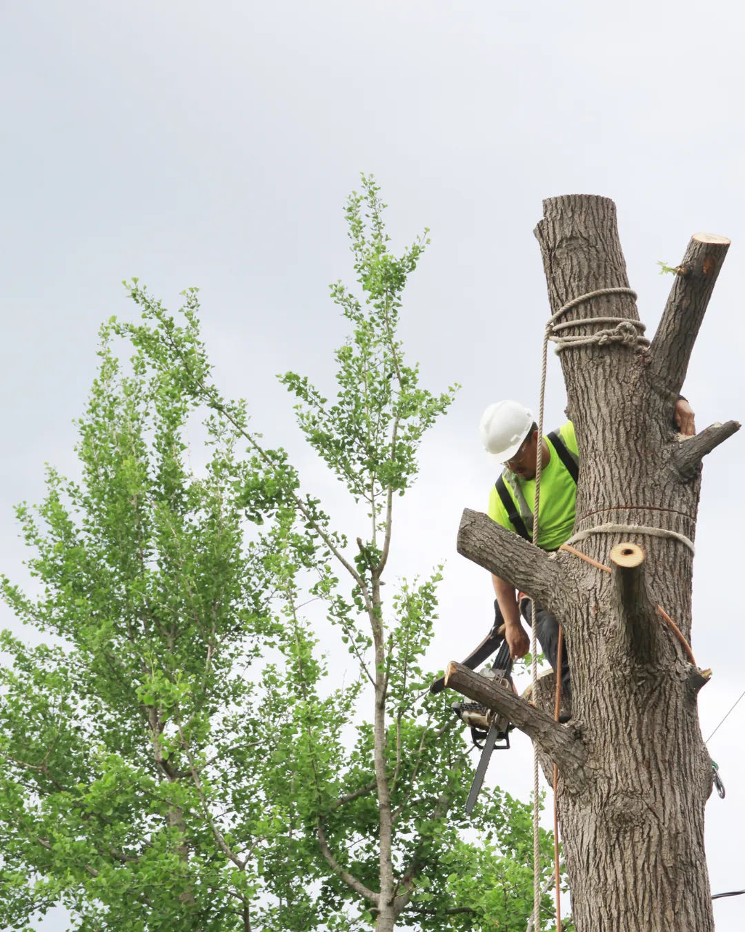 tree removal