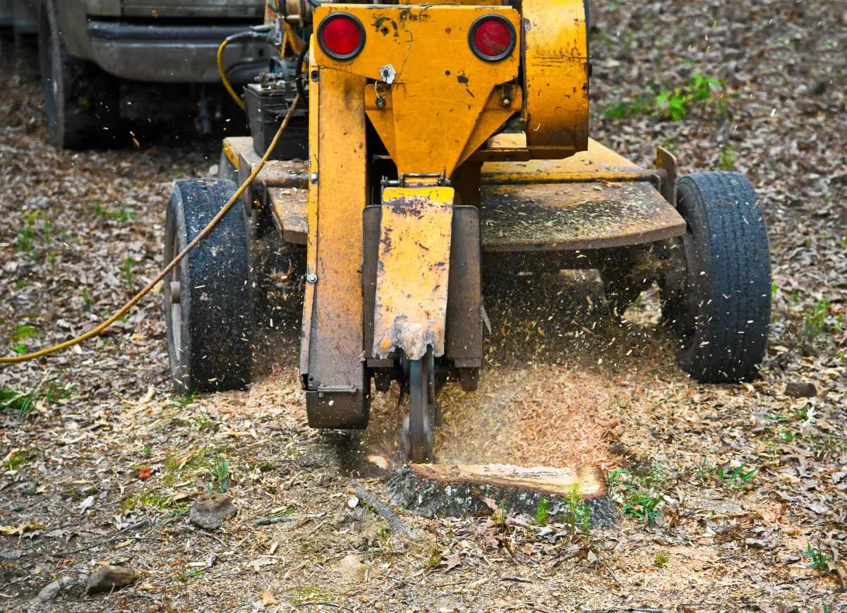 stump grinding and removal