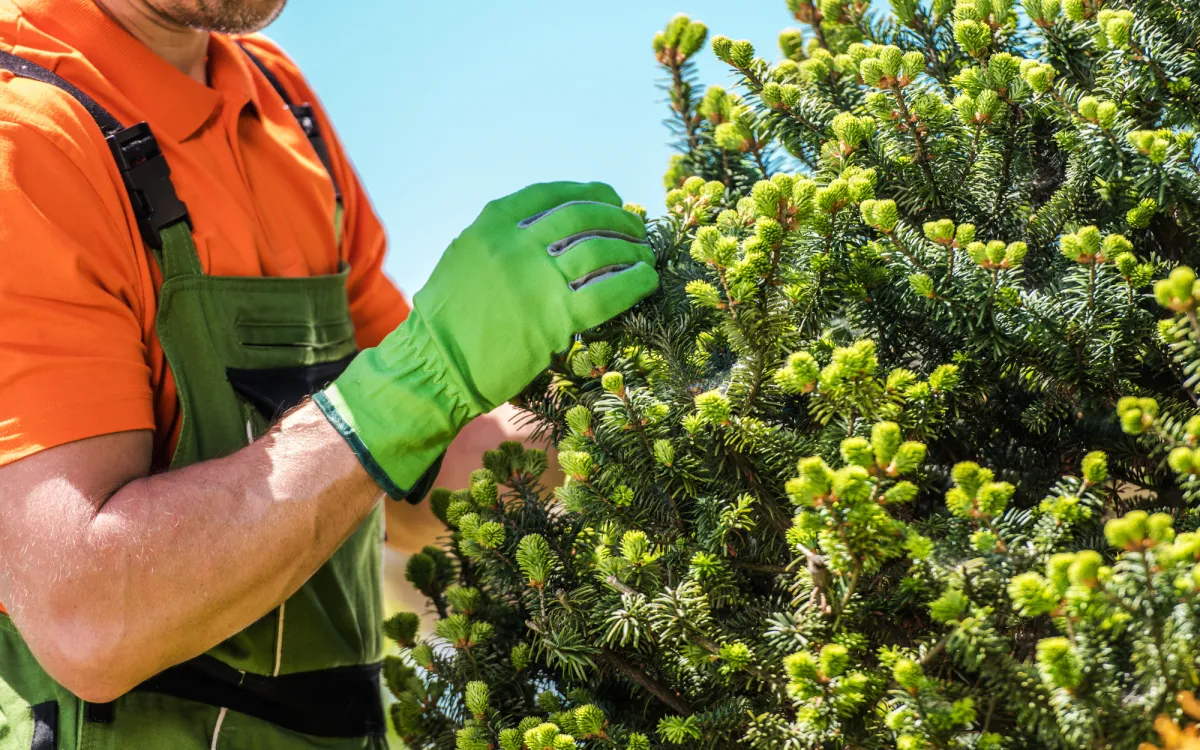 tree health